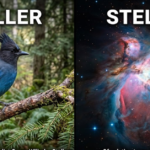 Steller vs Stellar: Meaning, Spelling, and Key Differences