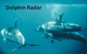 Dolphin Radar