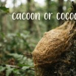 Cacoon or Cocoon: Which Spelling Is Correct?