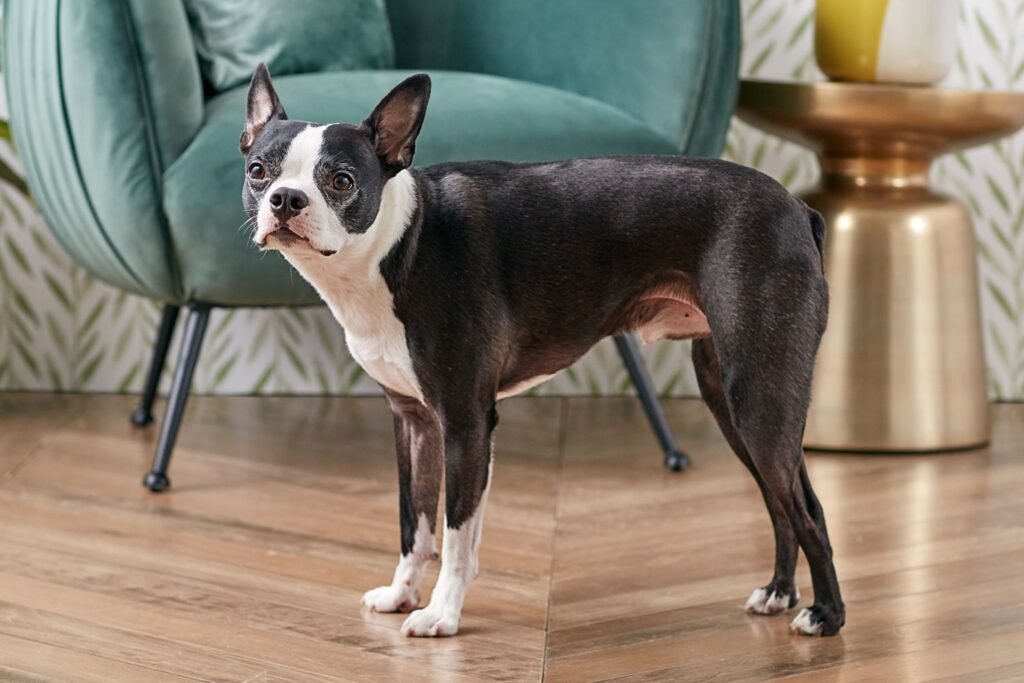 boston-terrier-dog-breed-profile-4689861-hero-17828860a8304ba68182bf504766c2c2