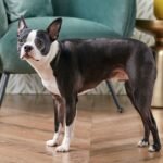 boston-terrier-dog-breed-profile-4689861-hero-17828860a8304ba68182bf504766c2c2