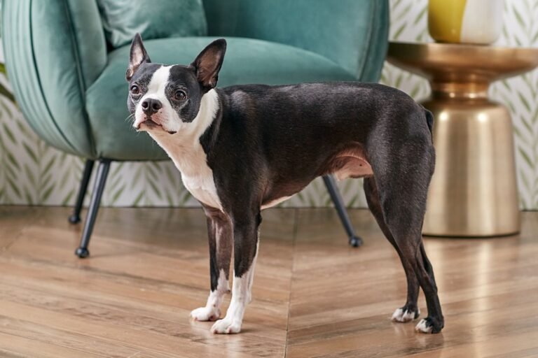 boston-terrier-dog-breed-profile-4689861-hero-17828860a8304ba68182bf504766c2c2