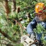 arborist services