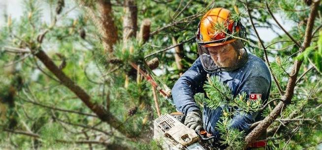 arborist services